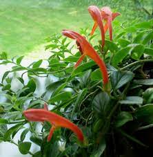 Goldfish plant, also known as lipstick plant or columnea, is a tropical perennial valued for its ornamental flowers. Goldfish Plant Care Growing And Caring For Goldfish Plants