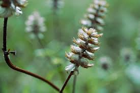 Image result for Platostoma