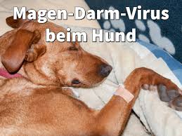 Das alter ihres hundes kann helfen, die zugrunde liegende bei den meisten jungen hunden ist die ursache für blut im urin häufig eine familiäre hämaturie, eine erbkrankheit. Magen Darm Virus Beim Hund Symptome Und Infekte Behandeln