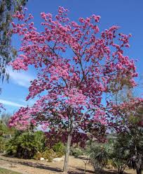 Image result for Tabebuia heterophylla