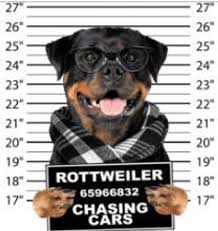 Dogs Hoodies Rottweiler Chasing Cars Hooded Dogs Hoodie Etsy Rottweiler Chasing Cars Rottweiler Dog