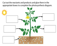 Each topic is covered with worksheets, games, quizzes and more. Photosynthesis Worksheets