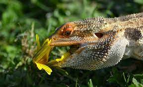 Finely chop them into bite sized pieces. Expert Safe Plants For Bearded Dragons Guide Habitat Diet