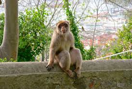 Er ist vor allem dafür bekannt. Die Berberaffen Von Gibraltar Tierisch In Fahrt
