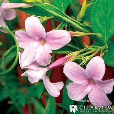 Image result for Jasminum