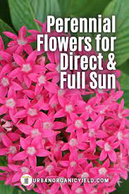 Best Perennial Flowers For Full Sun In 2021 Flowers Perennials Best Perennials Full Sun Perennials