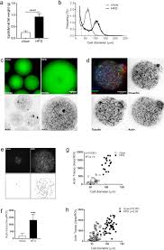 However, we can accurately estimate a cell's size by doing a little bit of math. Adipose Cell Size Changes Are Associated With A Drastic Actin Remodeling Scientific Reports