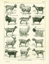 1922 Antique Domestic Goat Print Farming Vintage French Print Larousse Illustration French Country Vintage Goats Domestic Goat Goat Art