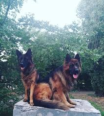 Get great deals on ebay! German Shepherd For Sale In The City Of Odessa Ukraine Price 350 Announcement 3659