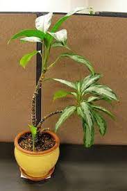 It Makes A Difference To The Sheep Propagating A Chinese Evergreen Chinese Evergreen Plant Evergreen Plants Plants