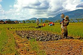 Search for work people pictures, lovepik.com offers 200+ powerpoint free stock images, which updates 100 free pictures daily to make your work professional and easy. People Working On Their Paddy Field Photo Image At Work Colourful People Images At Photo Community