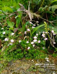 Image result for Utricularia striatula