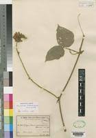 Image result for Rhynchosia luteola
