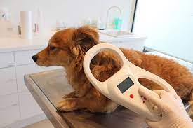 Dog Microchipping Msah Metairie Small Animal Hospital New Orleans La