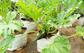 How To Grow Zucchini At Home From Seeds Growing Zucchini Zucchini Plants Squash Plant