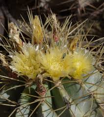 Notamment l'humidité de l'air et du sol. Des Plantes Succulentes Epineuses Qui Adorent Le Soleil Lee Valley Tools