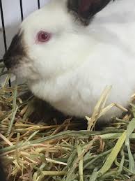 If the mode is set to peaceful, the killer bunny will not despawn and won't attack players, though it will still attack wolves and tamed dogs. Red Eyed Bunnies Are Often Euthanised More Frequently In Shelters As They Are Harder To Adopt Out And By Some As Evil It Is Upsetting That Anyone Could Call Any Animal Evil