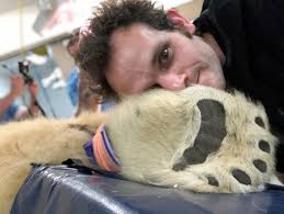 All star pets white bear lake. What Is It Like To Give A Polar Bear Anesthesia For 8 Hours Nc State Veterinary Medicine