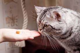 Stray cats develop feral tendencies if they've been living in the wild for long periods. How To Earn A Cat S Trust Purrfect Love