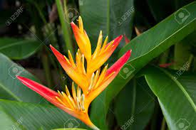 Bird Of Paradise Flowers In The Garden Beautiful Bird Paradise Stock Photo Picture And Royalty Free Image Image 65857246