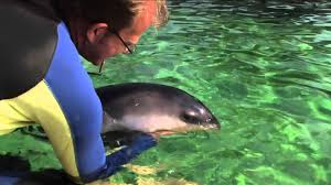De bruinvis is dus geen vis, maar een zoogdier en hij is bovendien ook niet echt bruin maar eerder donkergrijs. Bruinvissen In De Noordzee Youtube