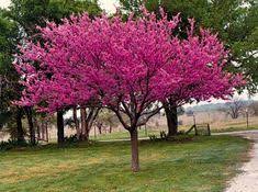 Its leaves are pinnately compounded, and in the winter will sport lovely dark brown, velvety buds. 34 Redbud Trees Ideas Redbud Tree Flowering Trees Eastern Redbud