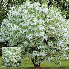 Chinese Fringe Tree Aka Grancy Graybeard Or Grandpa S Beard Fragrant Fringe Like Blooms Cover This Unique Spec Fringe Tree Flowering Trees Ornamental Trees