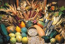 Garden to Table: A Plethora of Produce