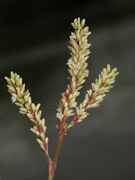 Image result for Persicaria barbata