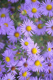 Symphyotrichum Oblongifolium Aromatic Aster Light Purple Flowers Light Purple Wallpaper Purple Flowers