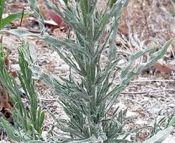 Image result for Erigeron bonariensis