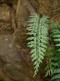 Image result for Asplenium aethiopicum