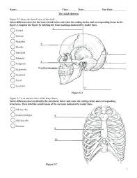 Printable Anatomy Worksheets Label Skin Diagram Worksheet Human Anatomy In 2020 Anatomy Coloring Book Anatomy And Physiology Physiology