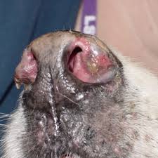 However, if your kitty's usually cool and moist nose suddenly. What Is Causing Your Dog S Crusty Nose And How You Can Relieve It Pethelpful By Fellow Animal Lovers And Experts