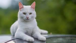 Kucing persia himalaya memang suatu spesies kucing yang sangat dicari oleh beberapa kalangan orang di dunia. Jangan Keliru Ini 12 Ciri Ciri Kucing Anggora Asli Lengkap