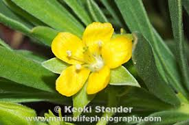 Image result for Surianaceae