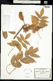 Image result for Antrocaryon nannanii