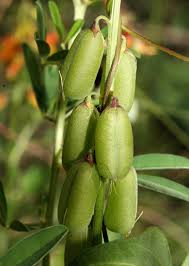 Image result for Crotalaria parvula
