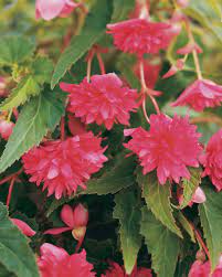 Belleconia Rose Tuberous Begonia Begonia Hybrid Tuberous Begonia Begonia Annual Plants