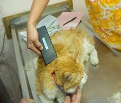 The microchipping and registration procedure depend on the type of facility you choose and whether you need to register the chip online yourself or if it is done for you by the provider. Why Microchipping Cats Works