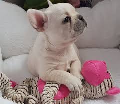 If you want to contact the current owner or shelter, you can do so easily with the form on the website. Buy French Bulldog Puppies Online For Affordable Price