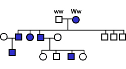 Pedigree Analysis Genetic Analysis Of Humans Biology 110h