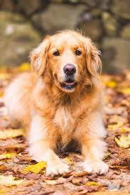 Comment Choisir Son Chien Nos Conseilles En 45 Photos Races De Chiens Chien Golden Retriver Chien Golden