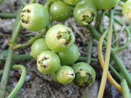 Image result for Cassytha pondoensis