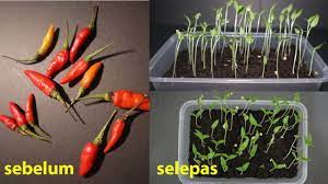 Beli biji benih cili dari soon huat seeds dan mulailah proses menyemai, menanam cili di rumah anda. Cara Semai Benih Cili Kampung Part 1 Cilikampung Cilikulai Youtube