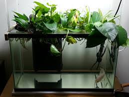 Tips For Keeping A Bare Bottom Tank Aquarium Design Planted Aquarium Aquarium