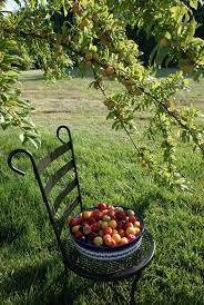 Burbank Plum Tree Fruit Trees Plum Tree Garden Plants