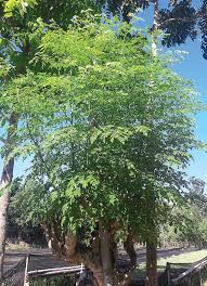 The variety of moringa tree is known as 'moringa oleifera'. Malunggay Helps In Healthy Nation Building Agriculture Monthly