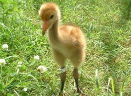 Pictures Of Birds With Their Nests And Names Journey North Whoooping Crane Migration Boreal Forest Crane Walking In Nature
