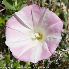Image result for Barleria macrostegia